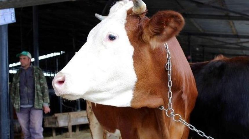 Kurbanlık Se&ccedil;iminde P&uuml;f Noktalar