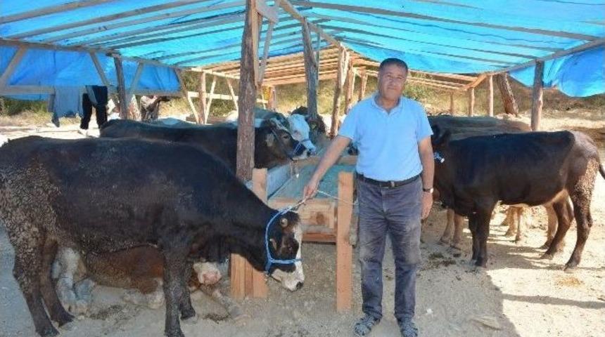 Manavgat&rsquo;ta Kurbanlıklar G&ouml;r&uuml;c&uuml;ye &Ccedil;ıktı