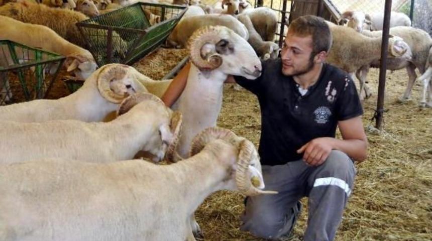 Kurbanlık Piyasası Hala &Ccedil;ok Sessiz