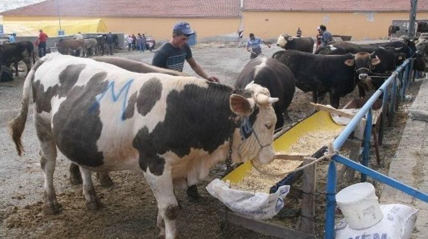 Yozgat&rsquo;ta Kurbanlıklar Satışa &Ccedil;ıktı