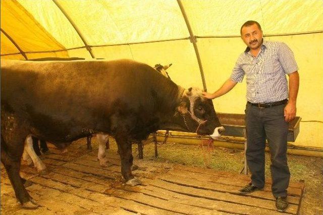 Yozgat’ta Kurbanlıklar Satışa Çıktı