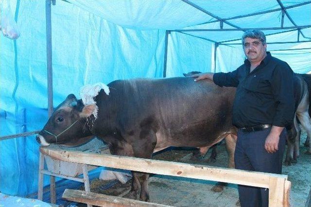 Yozgat’ta Kurbanlıklar Satışa Çıktı