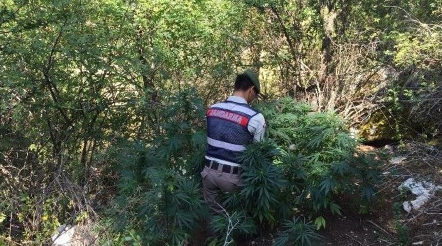 Seydikemer&rsquo;de 5 Bin K&ouml;k Kenevir Ele Ge&ccedil;irildi