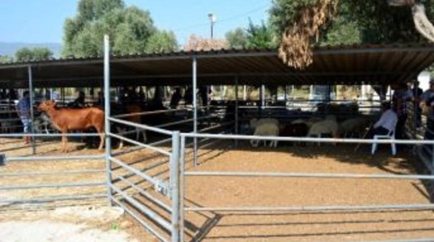 S&ouml;ke&rsquo;de Kurban Hazırlıkları