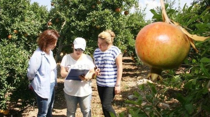 D&ouml;şemealtı&rsquo;nda Nar&rsquo;ın Oscarları İ&ccedil;in Geri Sayım Başladı