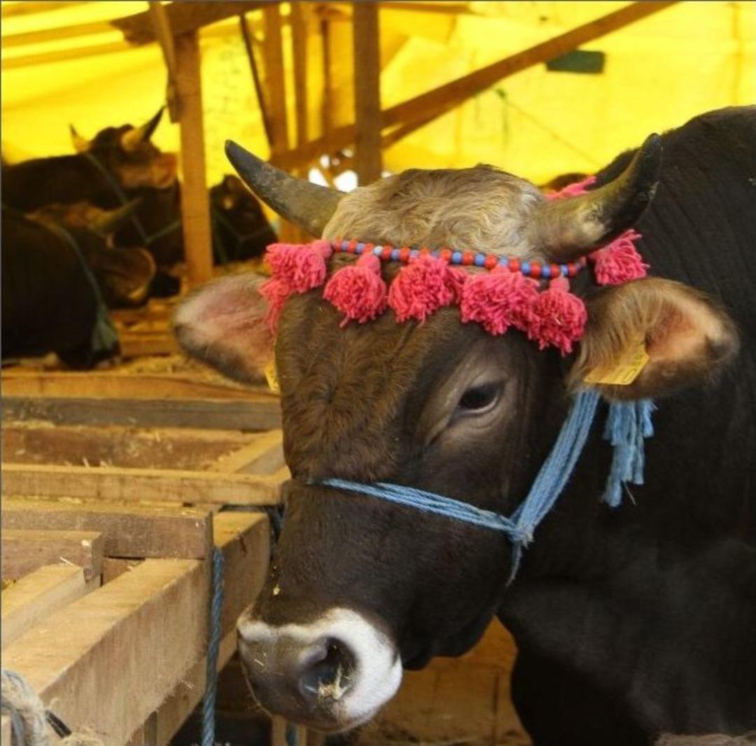 Kurban Pazarında K&ouml;t&uuml; Kokuya Lavantalı &Ouml;nlem