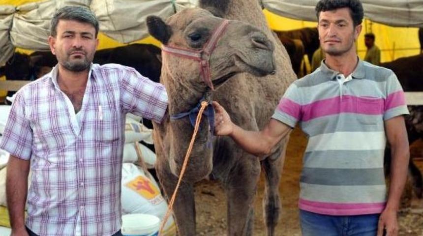 750 Kiloluk Kurbanlık Deve 15 Bin Lira