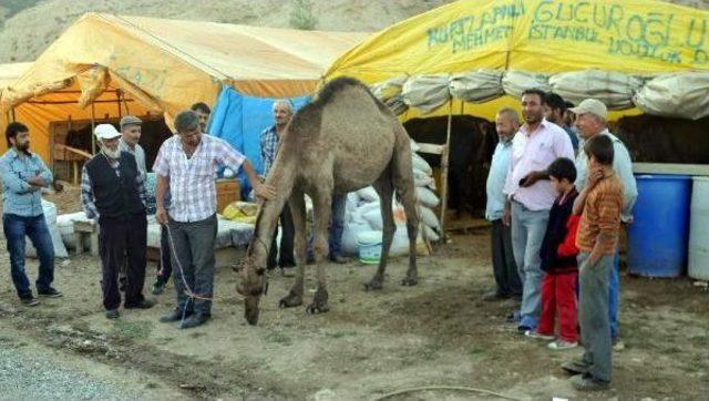 750 Kiloluk Kurbanlık Deve 15 Bin Lira