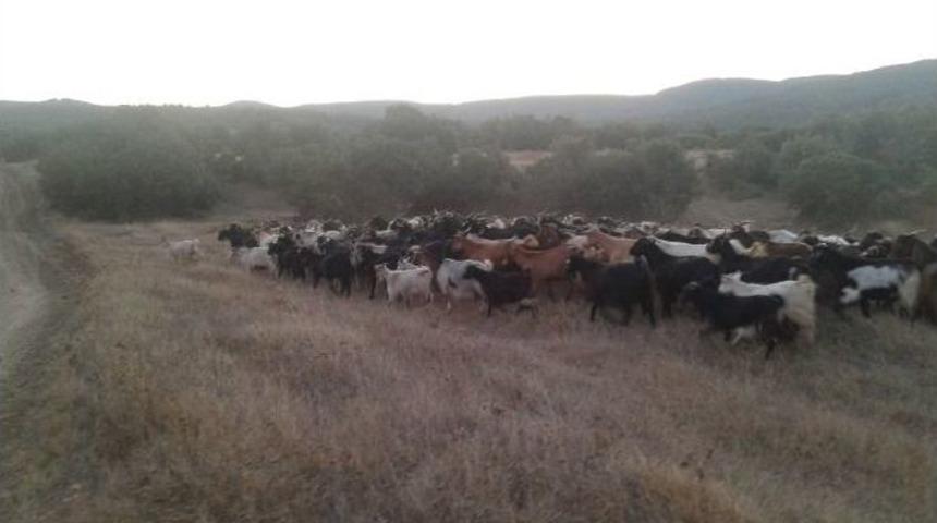 Silahlı Tehditle &Ccedil;alınan 500 Ke&ccedil;i Dağda Bulundu