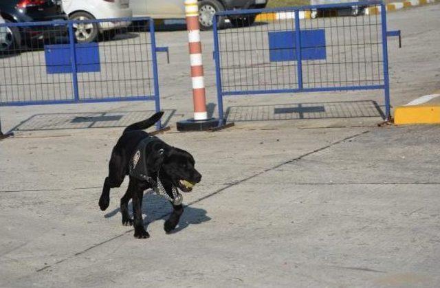 Sifon Ve Buzdolabına Saklanan 3 Bin 600 Hap Ve 4.4 Kilo Esrarı Dedektör Köpek Buldu