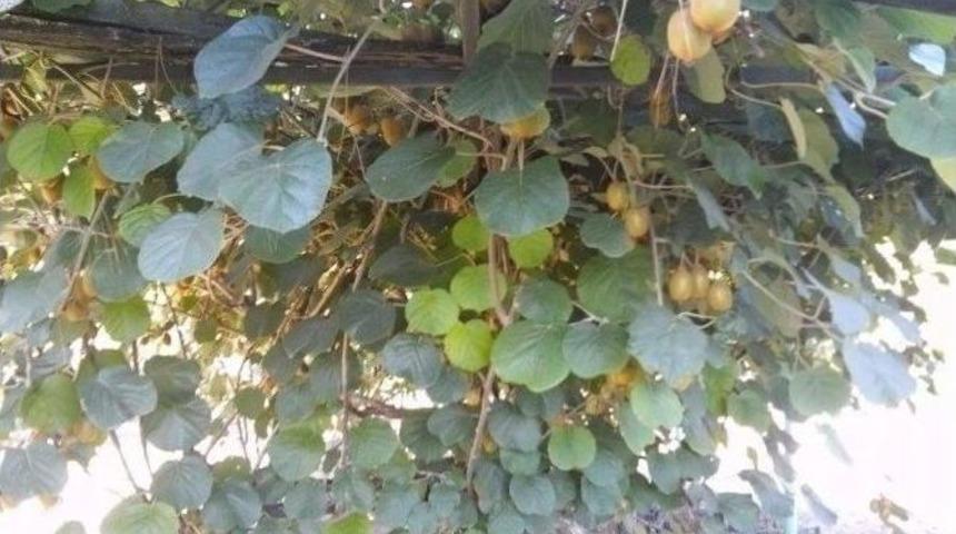 Erbaa&rsquo;da Kivi &Uuml;retimi