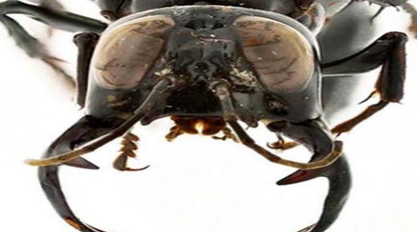 Bilimadamlarını şok eden canavar!