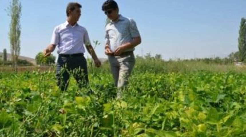 Niğde&rsquo;de Kuru Fasulye Hasadı Başladı