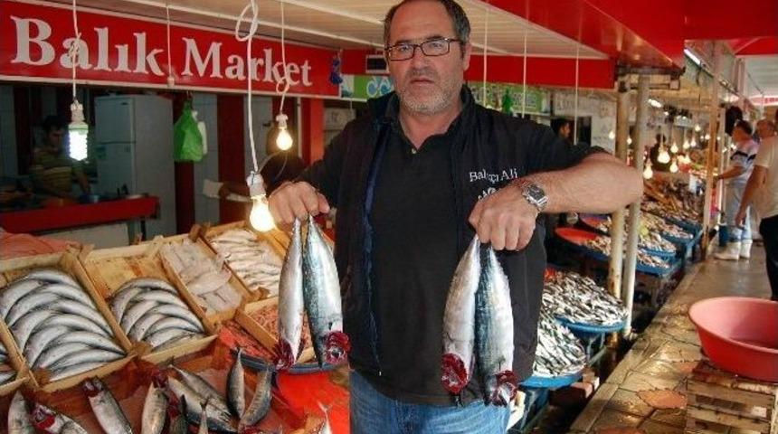 Bandırma&rsquo;da Palamut Bolluğu