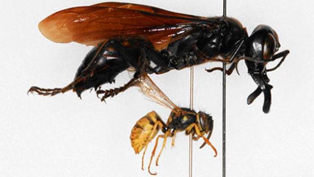 Bilimadamlarını şok eden canavar! 6