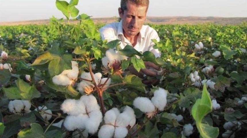 Beyaz Altın Pamuk Arabanlı &Uuml;reticilerin Y&uuml;z&uuml;n&uuml; G&uuml;ld&uuml;rd&uuml;