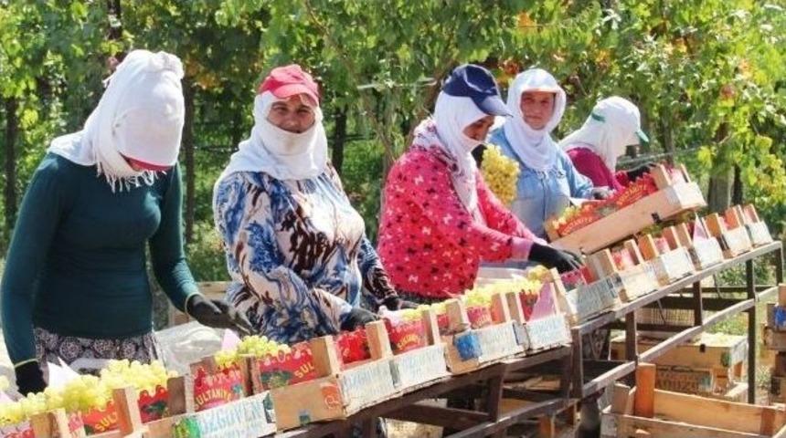 Sarıg&ouml;l&rsquo;de Yaş Ve Kuru &Uuml;z&uuml;m Fiyatları Sevindirdi