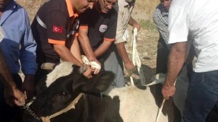 U&ccedil;urumdan Yuvarlanan İneği Kurtarma Operasyonu