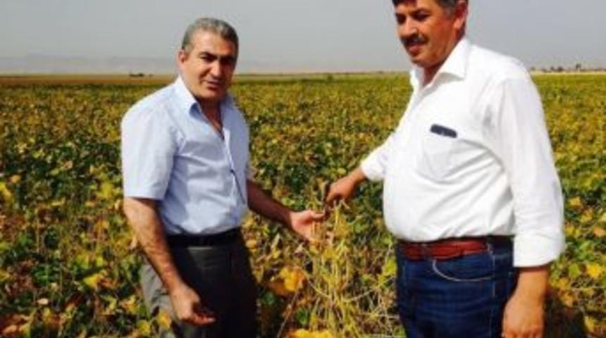 Soya Fasulyesi &Ccedil;ift&ccedil;ilerin Umudu Oldu