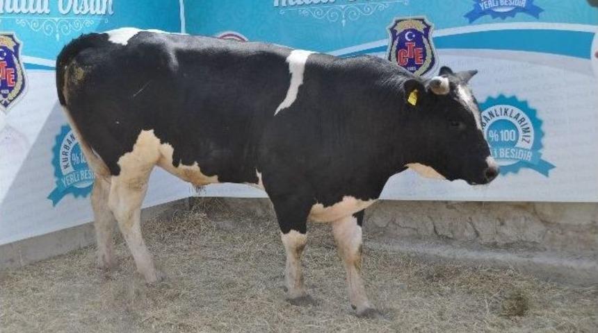 Niğde Ceza Evinde Kurbanlık Satışları Başladı