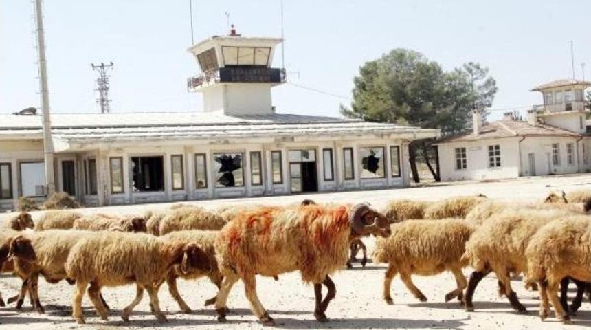 Kurbanlık Develer Eski Havaalanı Pistinde