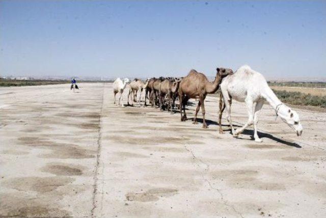 Kurbanlık Develer Eski Havaalanı Pistinde 1