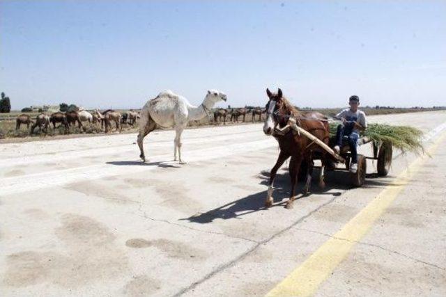 Kurbanlık Develer Eski Havaalanı Pistinde 2