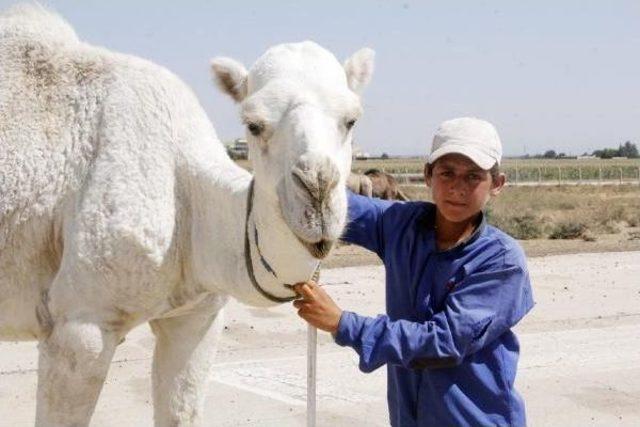 Kurbanlık Develer Eski Havaalanı Pistinde 3