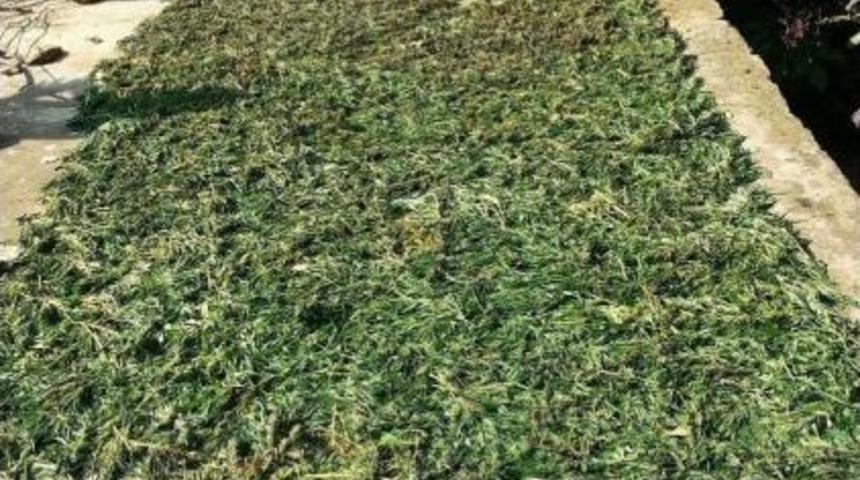 Bah&ccedil;esinde Hintkeneviri Ve Esrarla Yakalanınca Tutuklandı