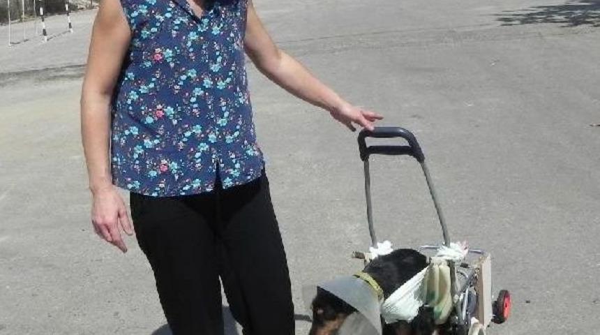 Veterinerden Fel&ccedil;li K&ouml;peğe Pazar Arabasından Y&uuml;r&uuml;te&ccedil;