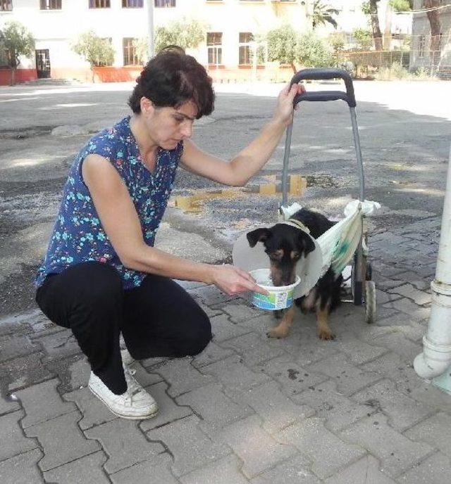 Veterinerden Felçli Köpeğe Pazar Arabasından Yürüteç