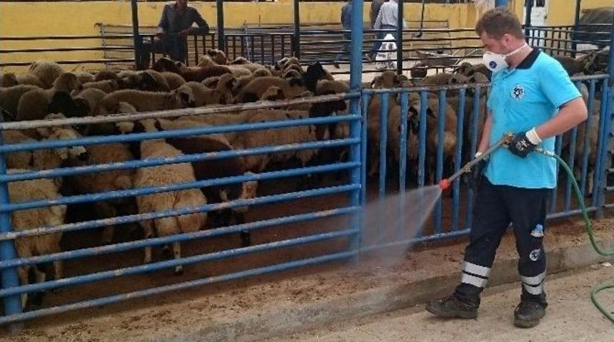 Kurban Pazarlarında Sinekle M&uuml;cadele