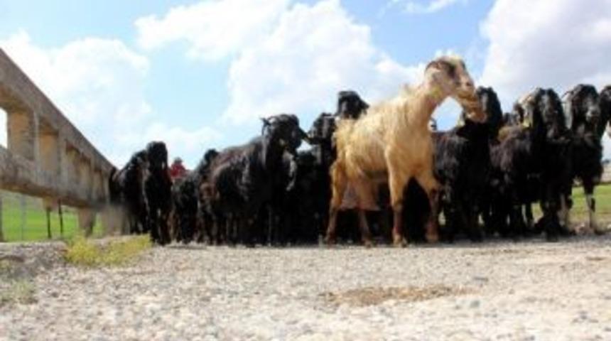 Kilis&rsquo;te Hayvanlar İ&ccedil;erisinde En Fazla Koyun Bulunuyor