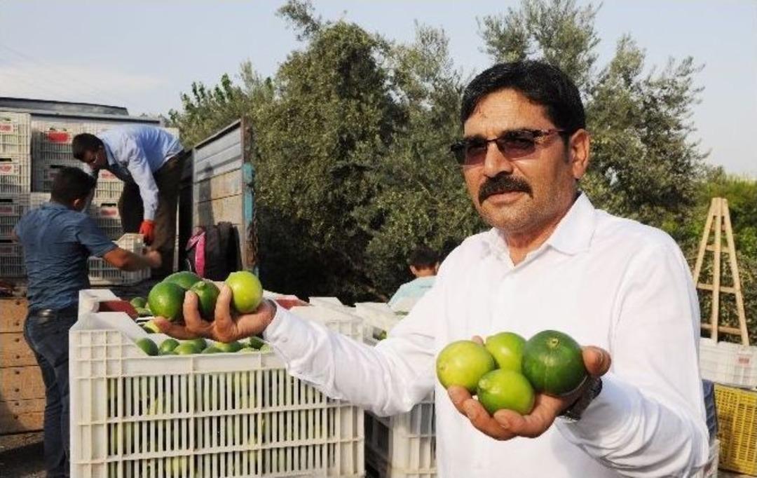 Limonun Ateşini Hasat D&uuml;ş&uuml;rd&uuml;
