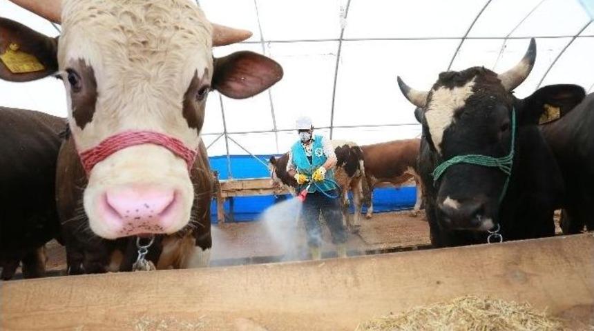 Sultangazi&rsquo;de Kurban Hareketliliği