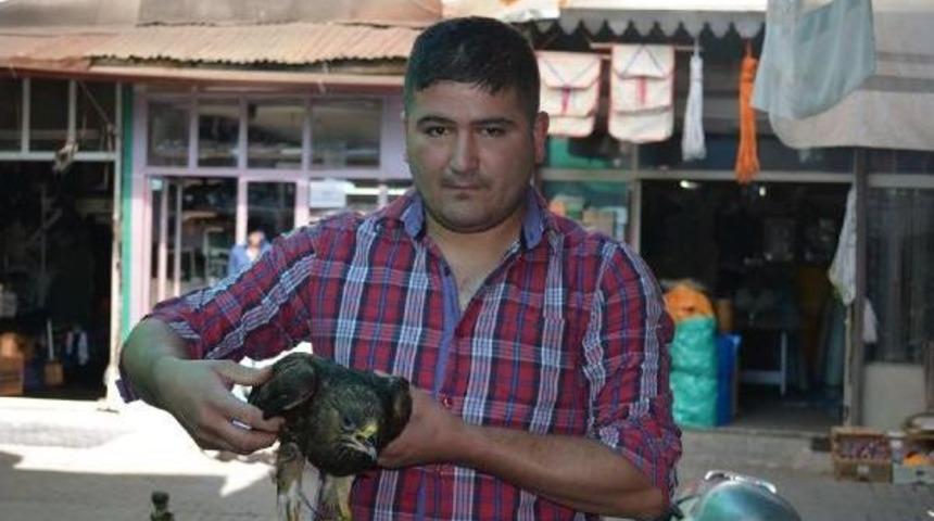 Tarlasında Bulduğu Yaralı Şahine Sahip &Ccedil;ıktı