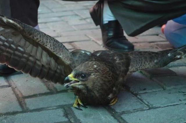 Tarlasında Bulduğu Yaralı Şahine Sahip &Ccedil;ıktı 1