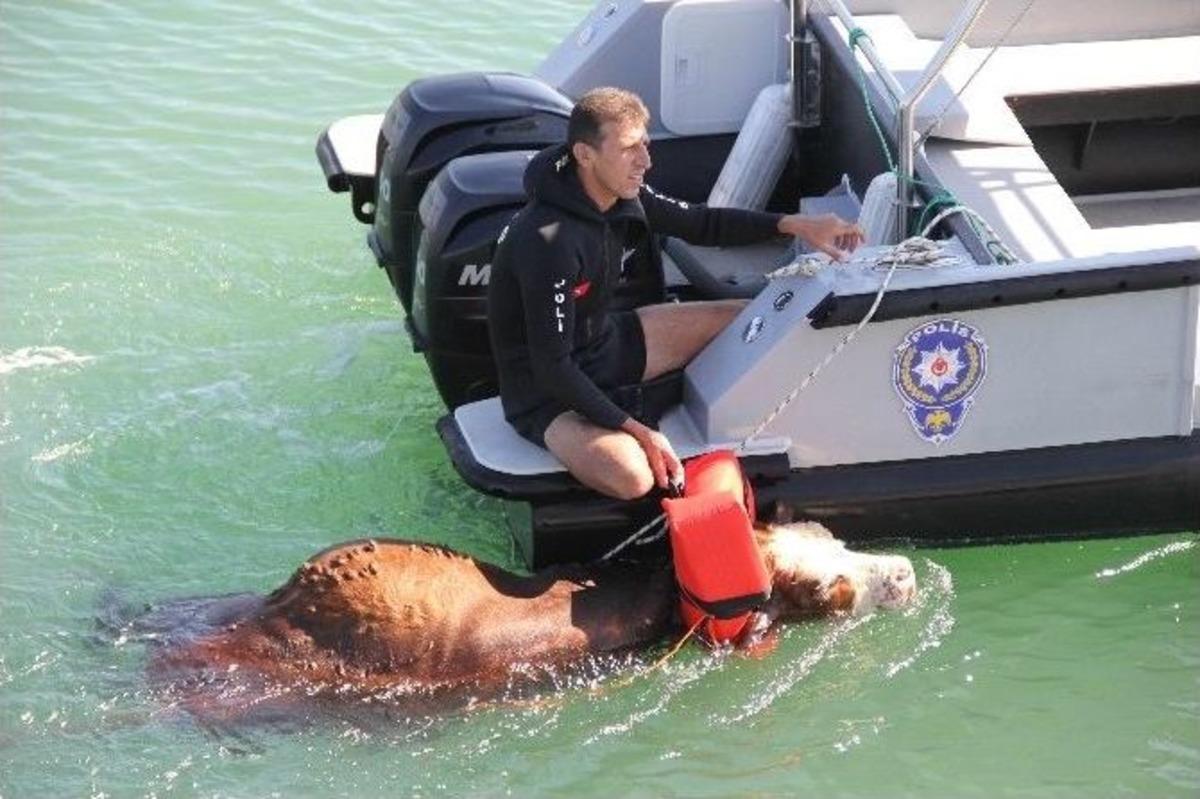 Polisten Denizde Hayvan Kurtarma Operasyonu