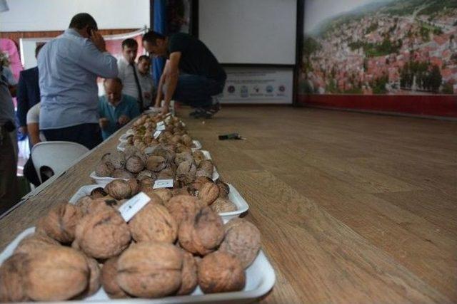 Niksar’da En İyi Yerli Ceviz Yarışması