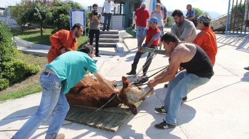 Polis Boğulmaktan Kurtardı, Eziyet Edilerek Tır&rsquo;a Y&uuml;klendi