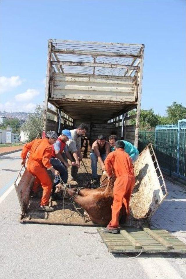 Polis Boğulmaktan Kurtardı, Eziyet Edilerek Tır’a Yüklendi