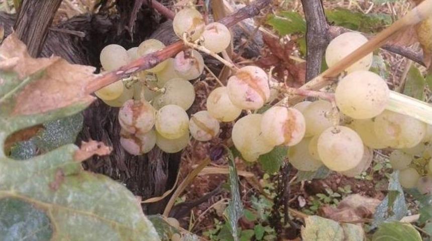 İznik&rsquo;te &Uuml;z&uuml;m Ve Zeytini Dolu Vurdu