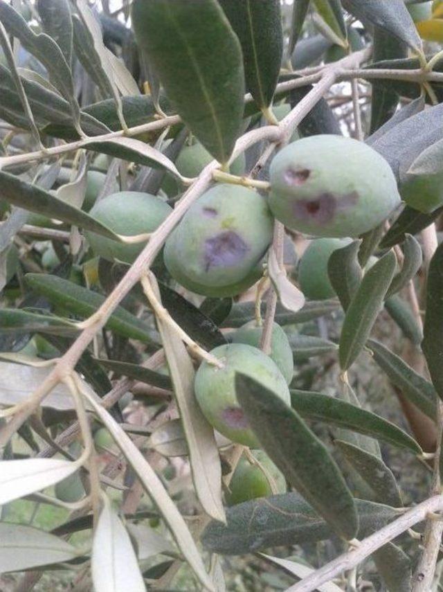 İznik’te Üzüm Ve Zeytini Dolu Vurdu