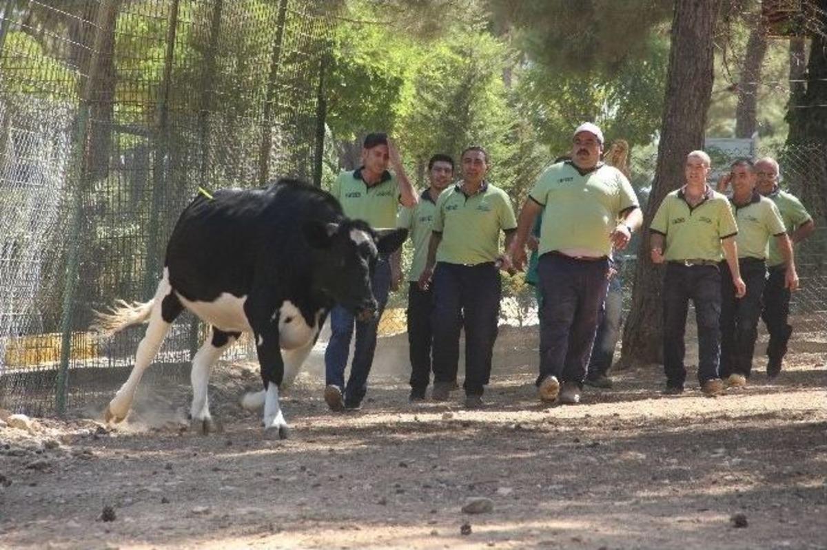 Kurbanlık Yakalama Timi