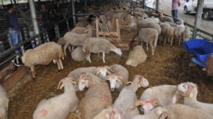 Karab&uuml;k&rsquo;te Kurban Pazarında Hazırlıklar Tamamlandı