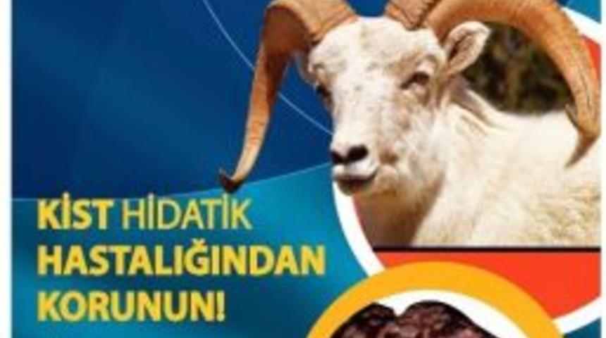 Kurban Bayramında Kist Hastalığına Dikkat