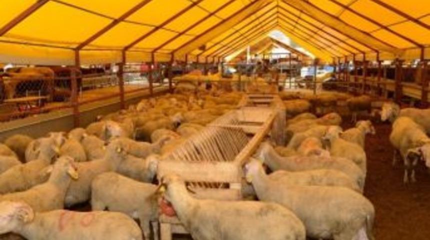 Uşak&rsquo;ta Kurbanlık Satış Ve Kesim Noktaları Belirlendi