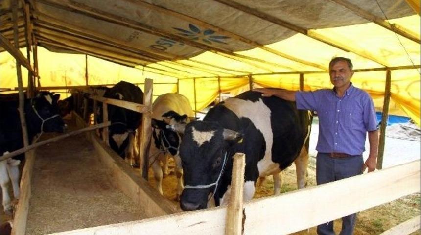 Kurban Satıcıları Hafta Sonunu Bekliyor