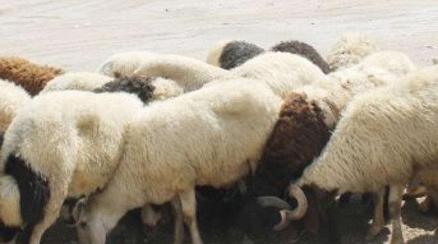 Trc-3&rsquo;&uuml;n Hayvansal &Uuml;retim İstatistikleri A&ccedil;ıklandı