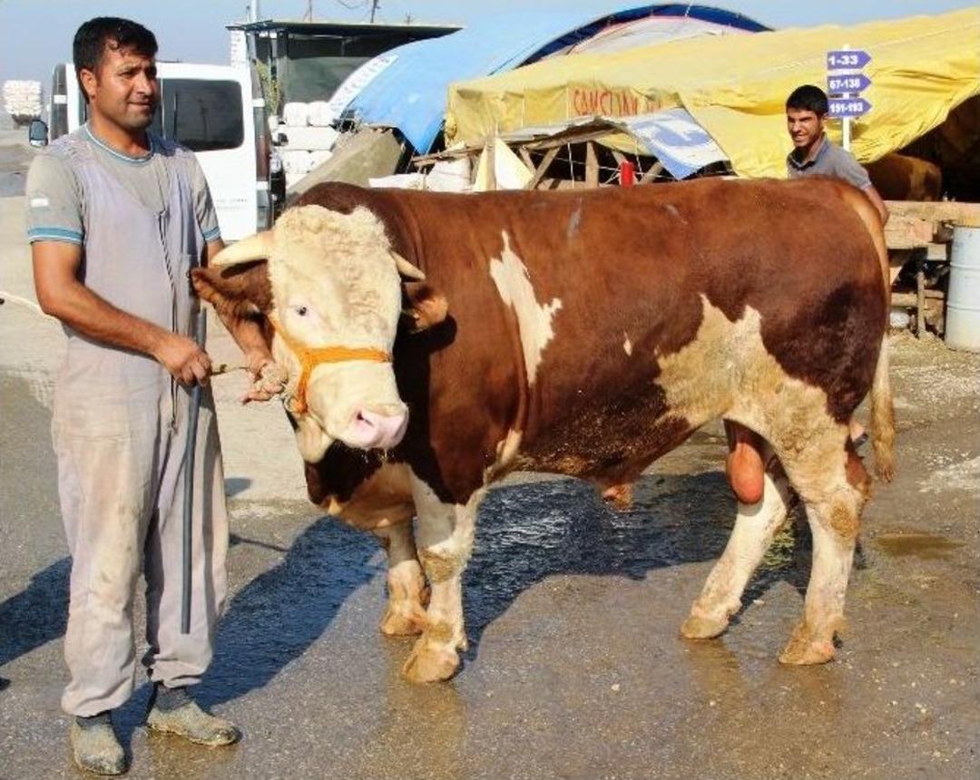 (&ouml;zel Haber) Şampiyon Boğa Otomobil Fiyatına Satıldı
